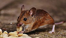 24 Hour & Emergency Exterminators in Cummings, ND